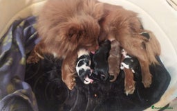 Pomchi perros en venta: Preciosa camada de pomerania  - Imagen 1