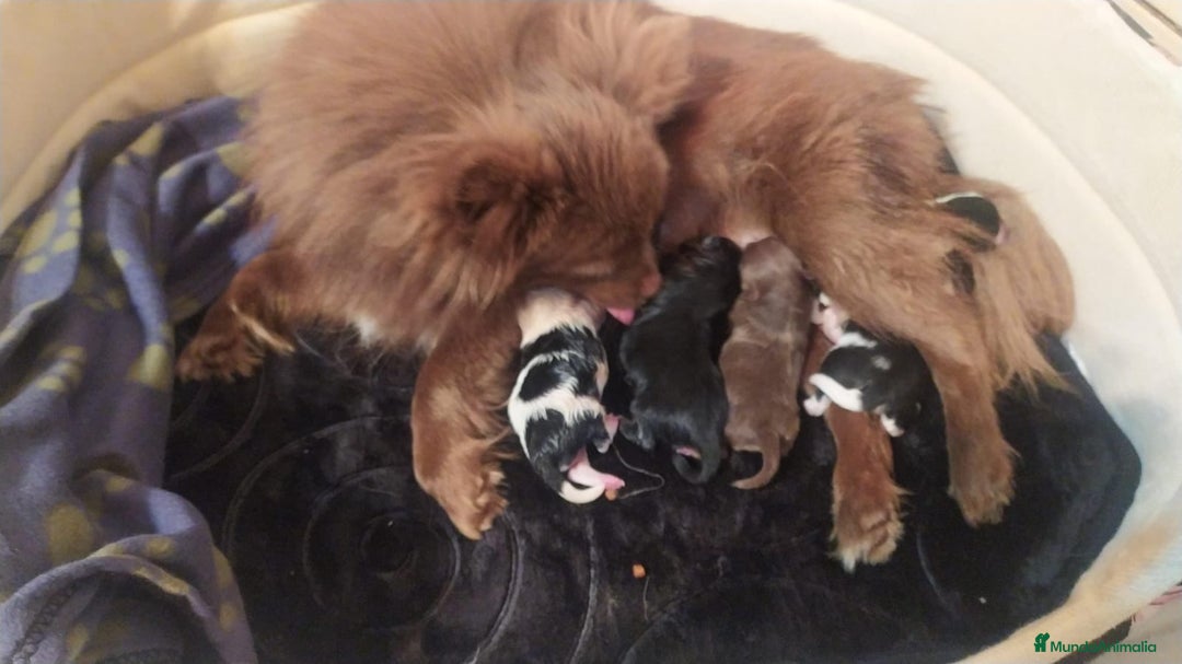 Pomchi perros en venta: Preciosa camada de pomerania  - Imagen 1