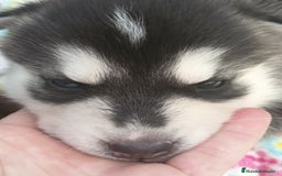 Husky Siberiano perros en venta: Husky siberiano  - Imagen 8