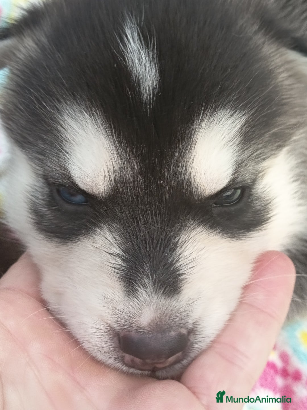 Husky Siberiano perros en venta: Husky siberiano  - Imagen 8