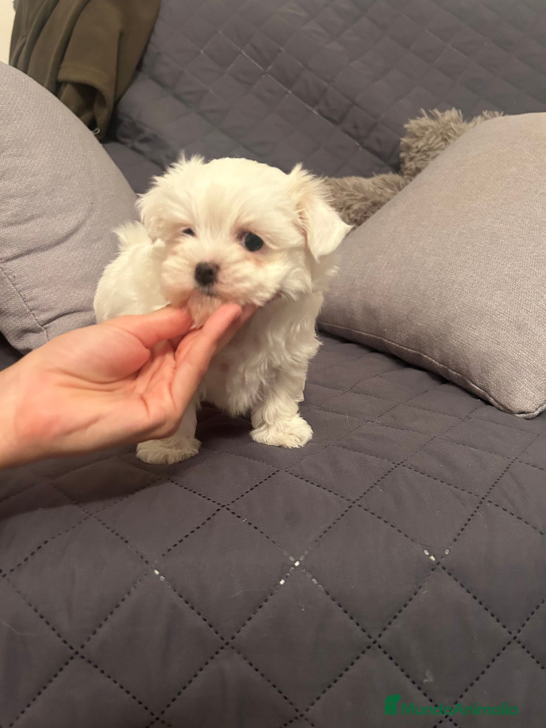 Bichón Maltés perros en venta: Bichon maltés  - Imagen 4