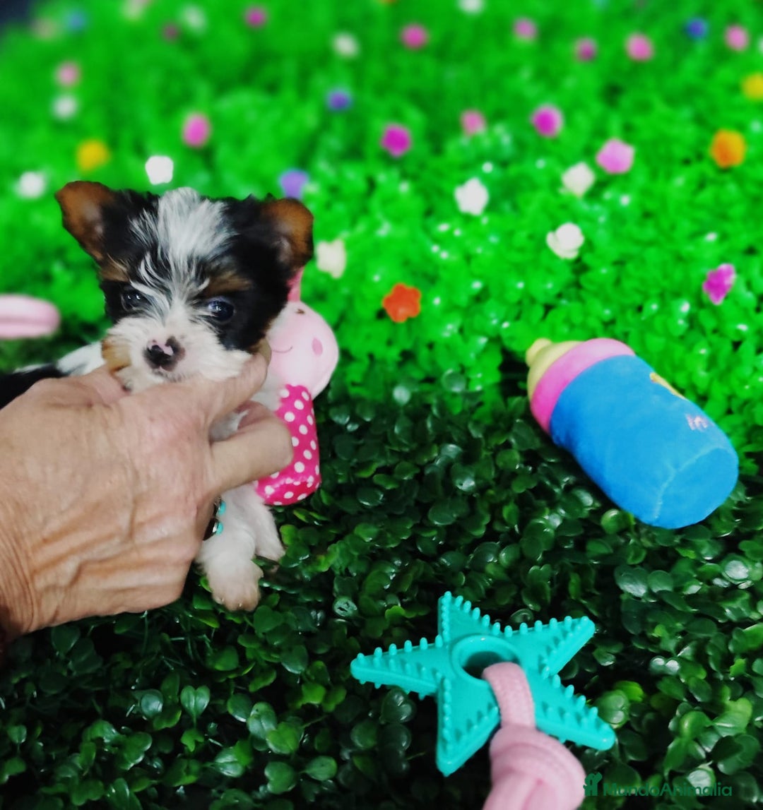 Biewer Yorkshire Terrier a la Pom Pon perros en venta: Yorkshire biewer toy  - Anuncio 11