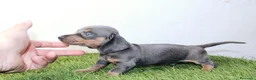 Teckel Miniatura perros en venta: Teckels Miniatura#Calidad, seriedad y seguimiento - Anuncio 29