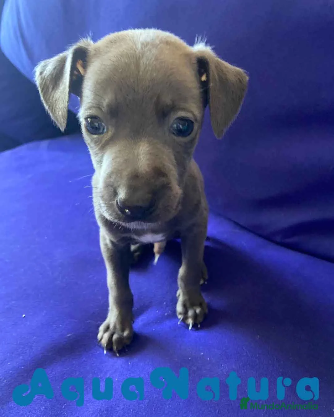 Pequeño Lebrel Italiano perros en venta: Lebrel Italiano Macho 2003 AQUANATURA - Anuncio 6