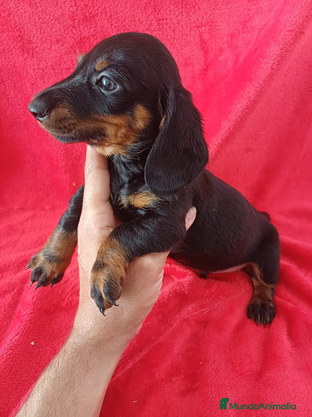 Teckel Miniatura perros en venta: Teckel Mini Negro y Fuego  - Anuncio 2