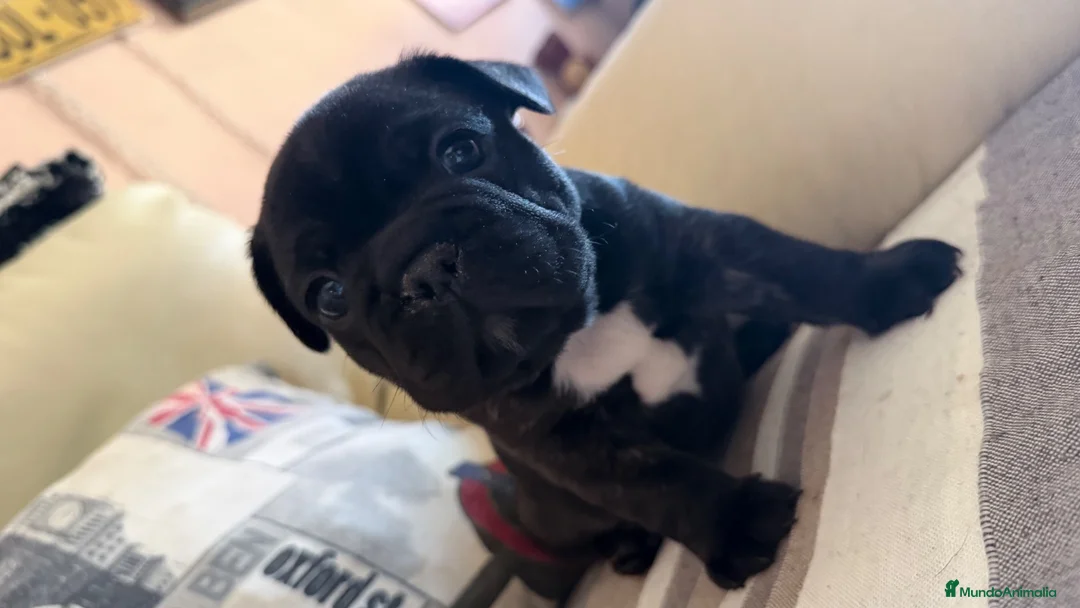 Bulldog Francés perros en venta: Buldog francés  - Anuncio 2