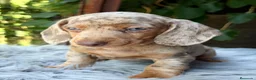 Teckel Miniatura perros en venta: Teckel Arlequin mini  - Anuncio 6