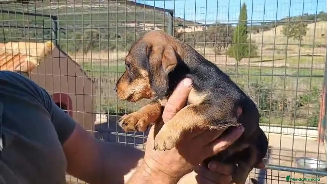 Raza Mixta perros en venta: Teckel x Bodeguero  - Anuncio 2