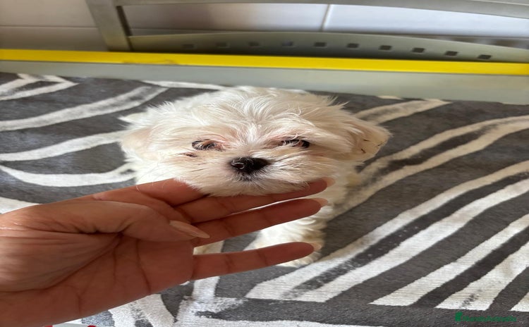 Bichón Maltés perros - Anuncio 1