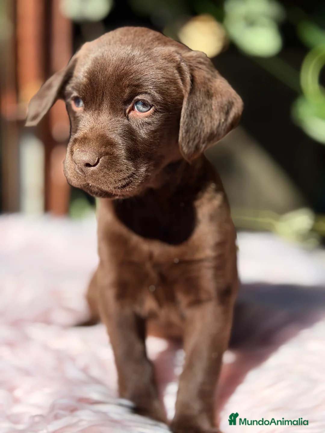 Labrador Retriever perros en venta: Labradora chocolate  - Anuncio 5