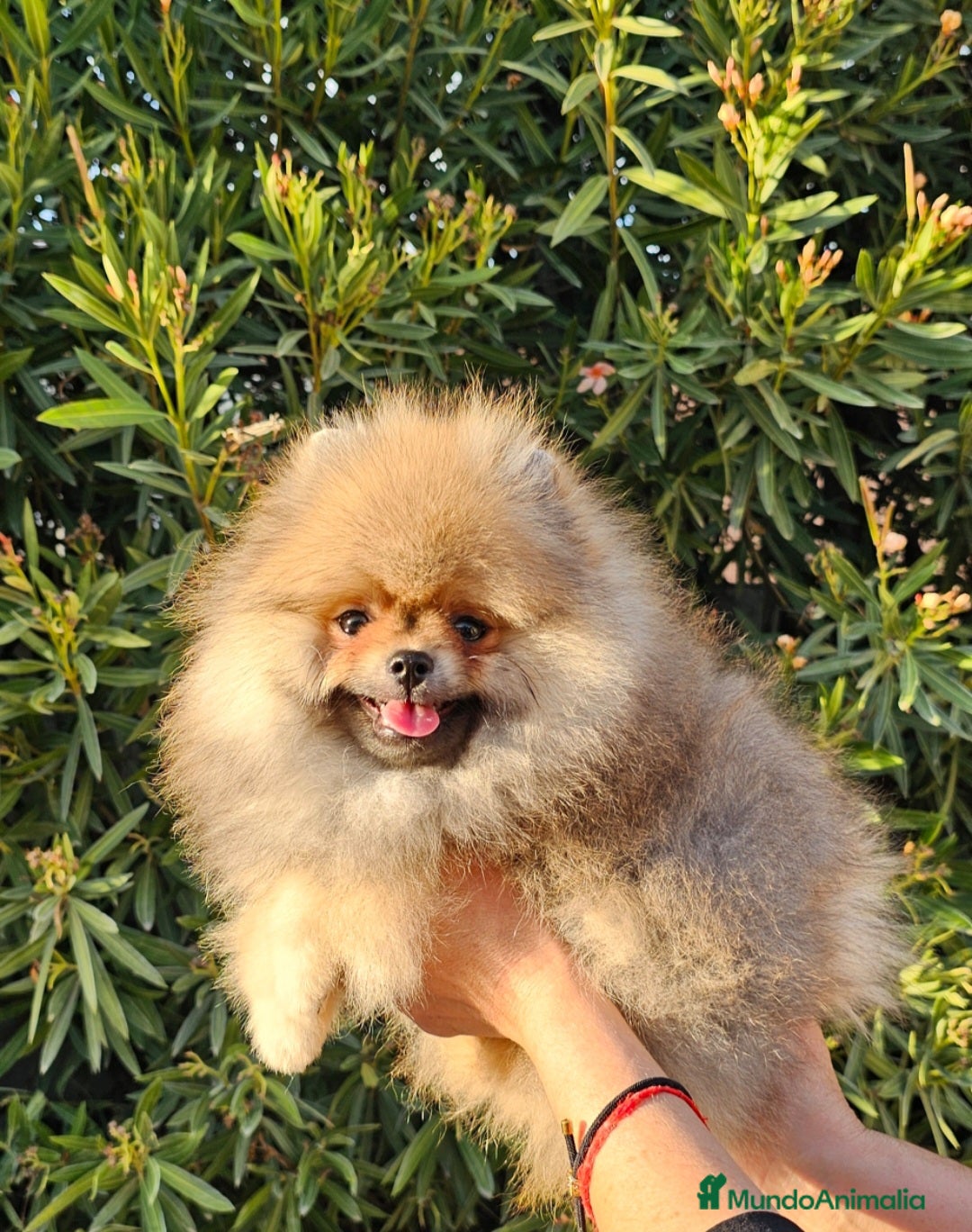 Pomerania perros en venta: MACHITO POMERANIA PRECIOSO - Anuncio 4