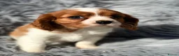 Cavalier King Charles Spaniel perros en venta: Macho cavalier  - Anuncio 3