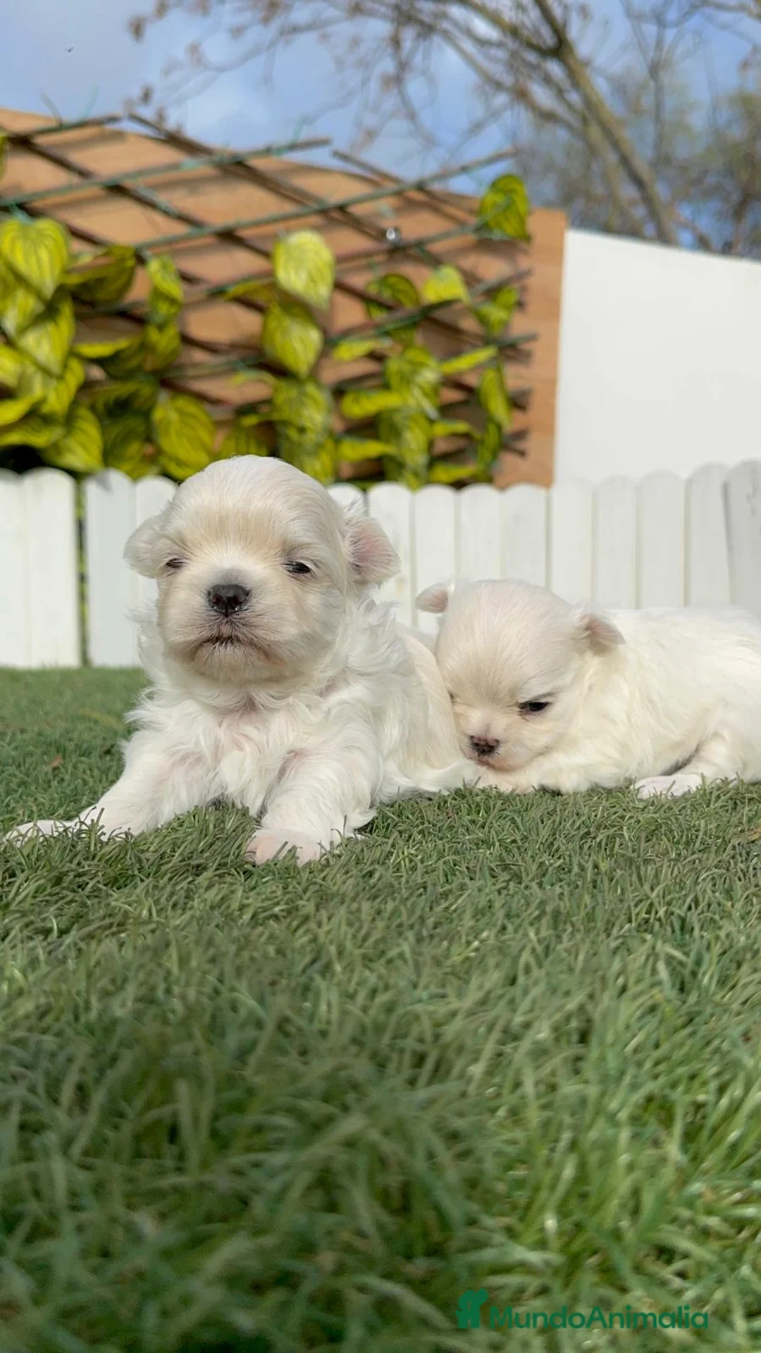 Bichón Maltés perros en venta: BICHON MALTES 100% TIPO COREANO - Anuncio 18