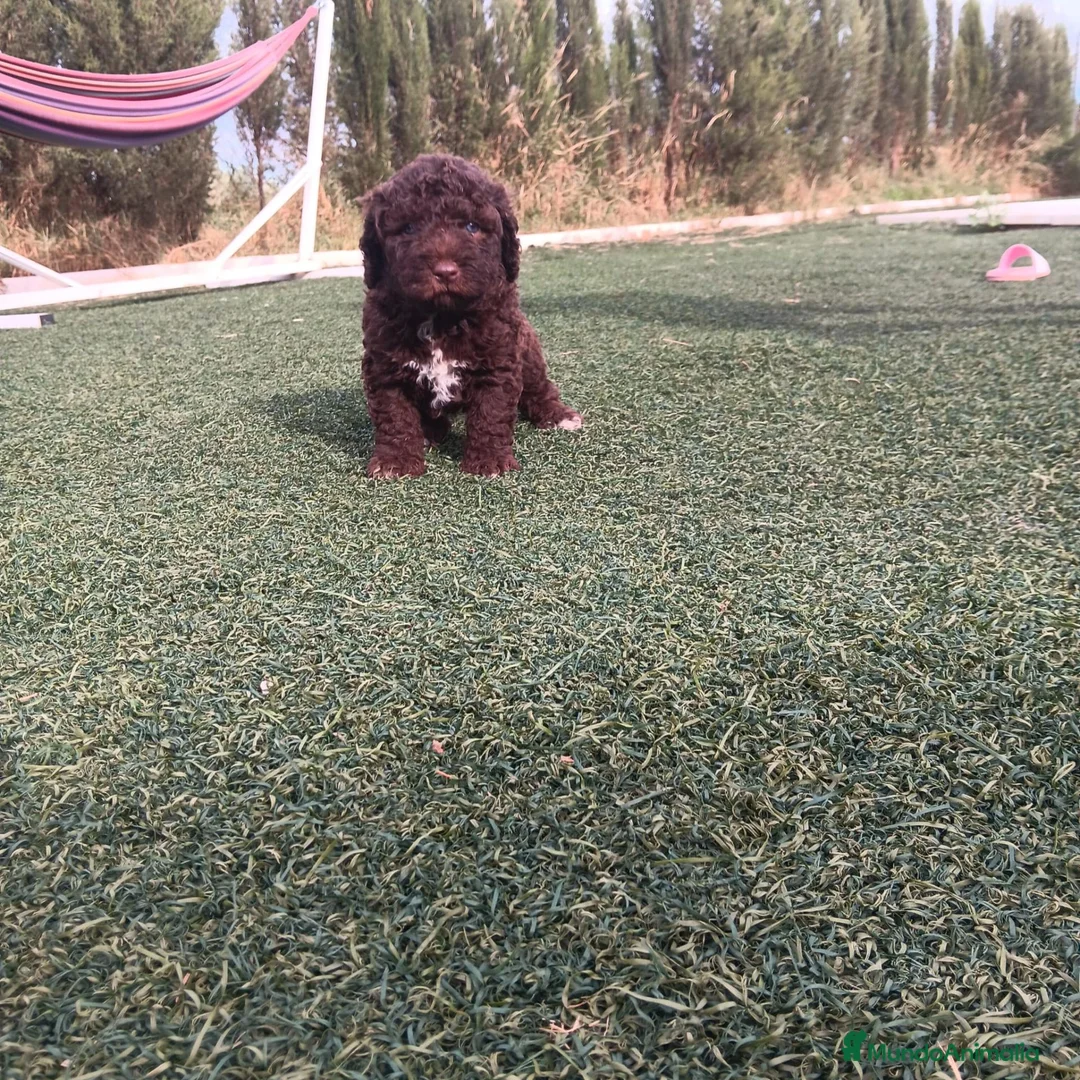 Perro de Agua Español perros en venta: PERRO DE AGUA ESPAÑOL - Anuncio 2