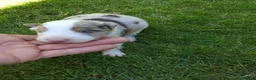Border Collie perros en venta: Preciosa camada de border collie  - Anuncio 4