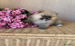 Pomerania perros en venta: Pomerania hembra sable disponible !! - Imagen 6