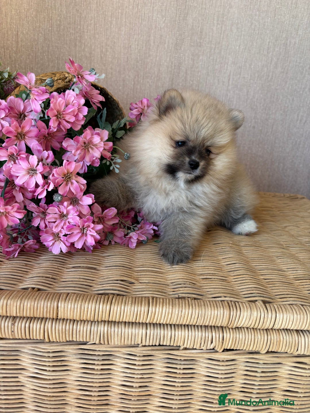 Pomerania perros en venta: Pomerania hembra sable disponible !! - Imagen 6
