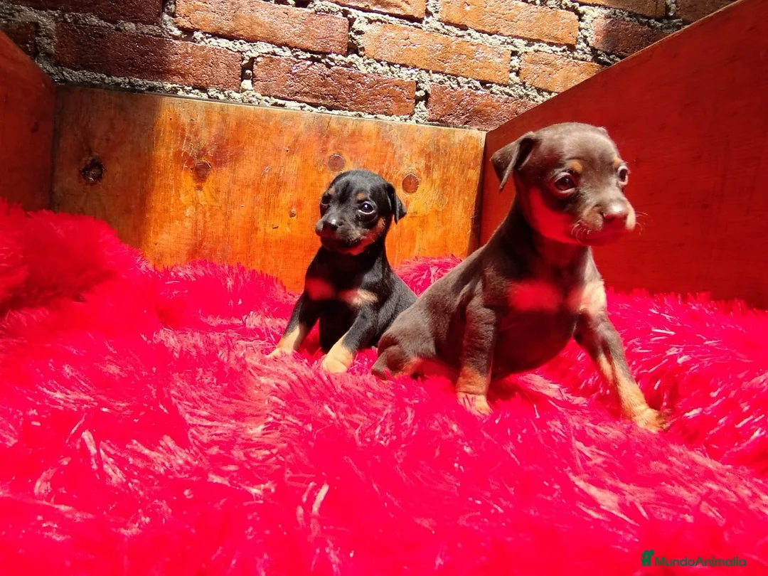 Pinscher Miniatura perros en venta: Pincher mini exóticos  en Ciudad Real - Anuncio 5