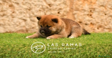 Shiba Inu perros - Anuncio 5