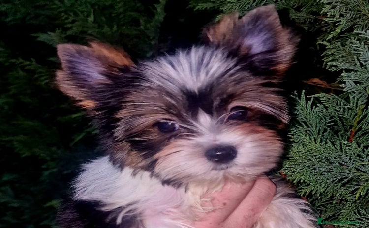 Biewer Yorkshire Terrier a la Pom Pon perros - Anuncio 1