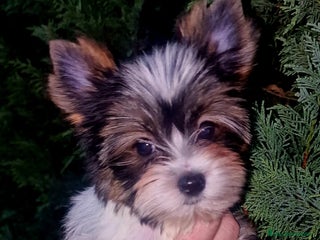 Biewer Yorkshire Terrier a la Pom Pon perros - Anuncio 6