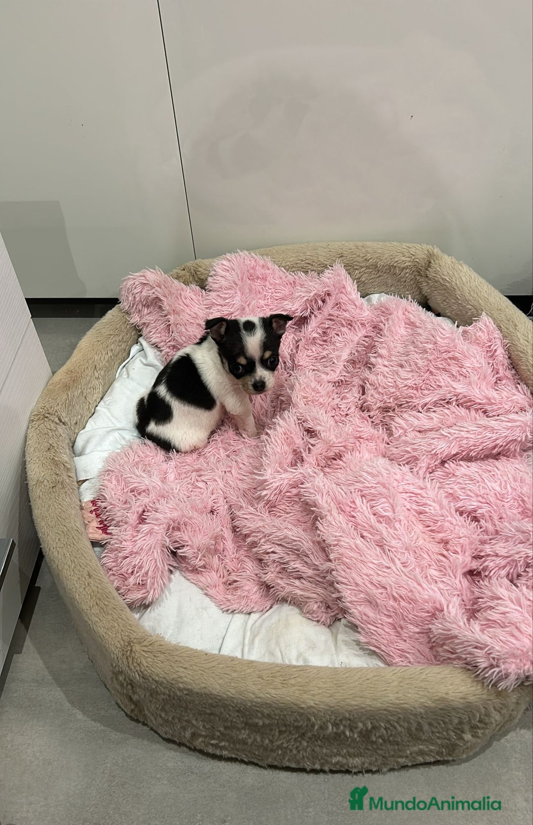 Chihuahua perros en venta: Chihuahua miniatura  - Anuncio 3