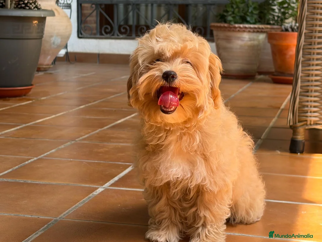 Maltipoo perros en venta: Maltipoo roja hembra muy bonita!!!! - Anuncio 3