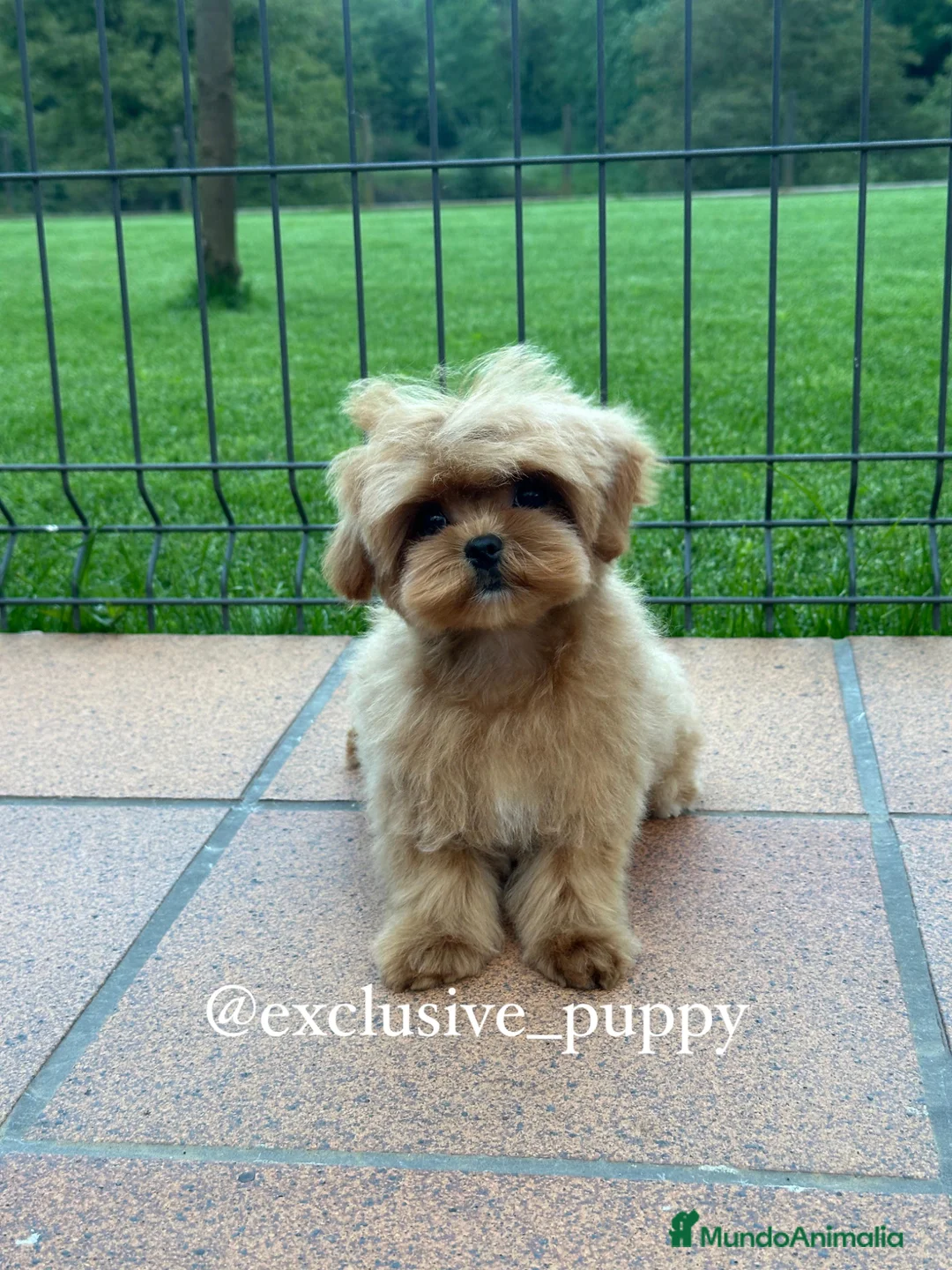 Maltipoo perros en venta: 🥇 Espectacular Maltipoo Toy Alta Calidad  - Anuncio 6