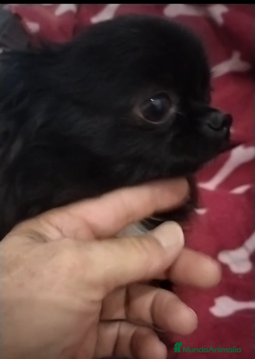 Chihuahua perros en venta: Machos de chihuahua cabeza manzana  - Imagen 8