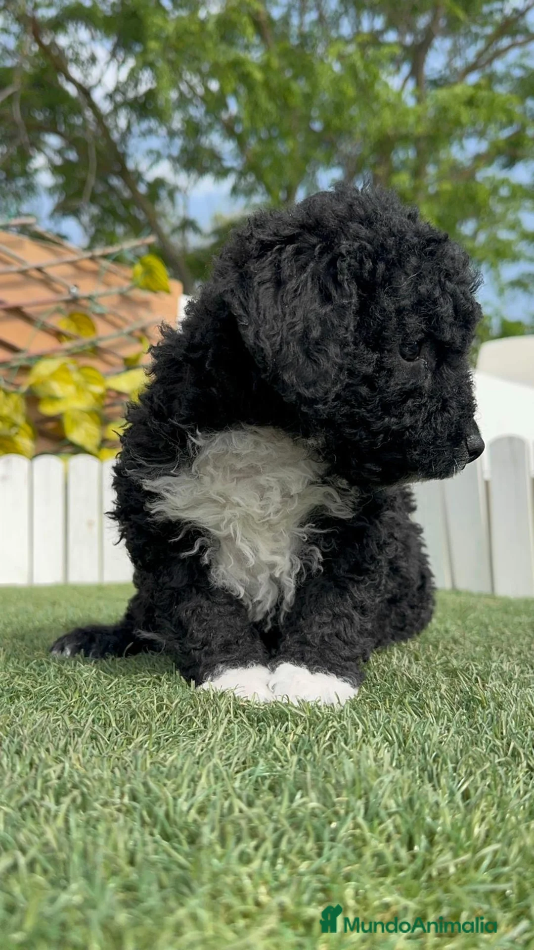 Perro de Agua Español perros en venta: PERRO DE AGUA - Anuncio 14