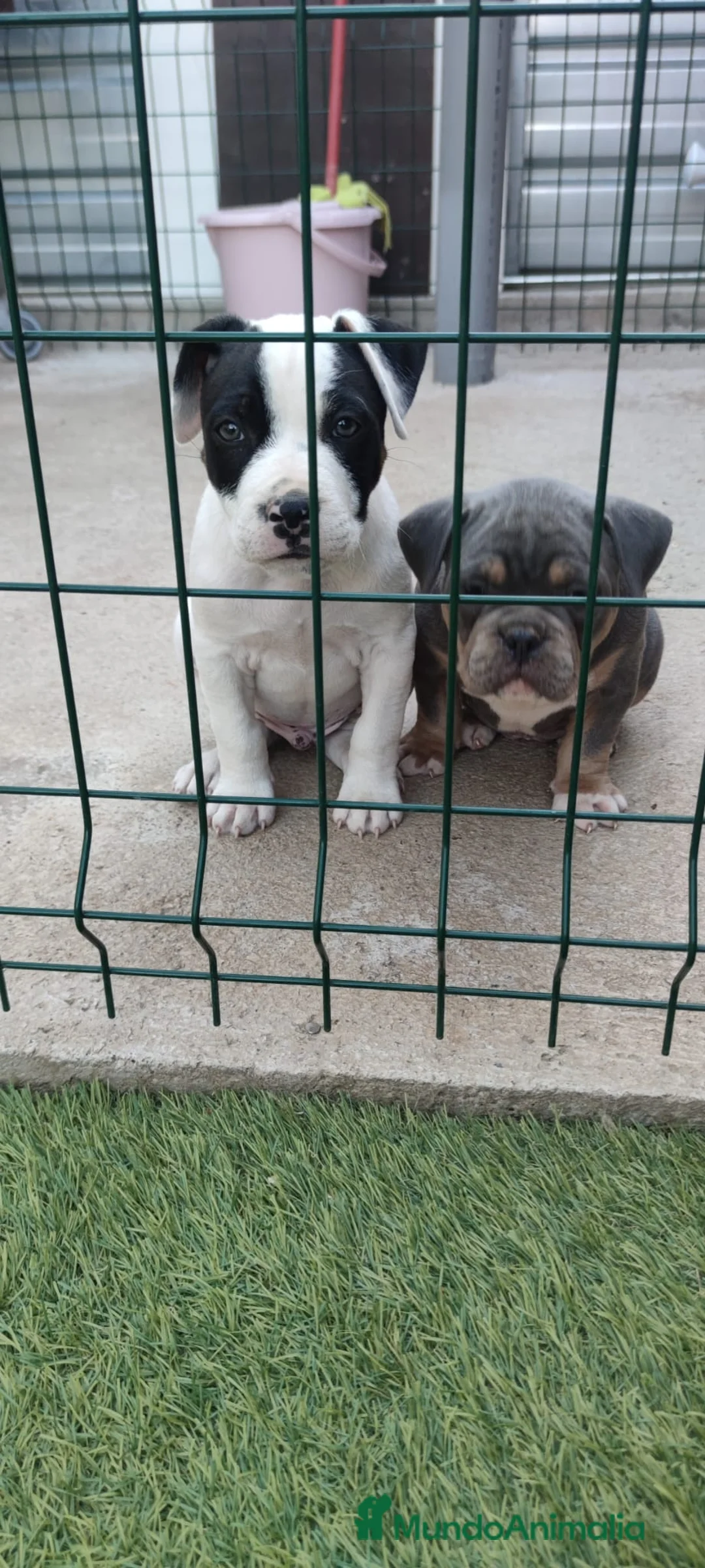 American Staffordshire-Terrier perros en venta: American stanfford terrier macho  - Anuncio 5