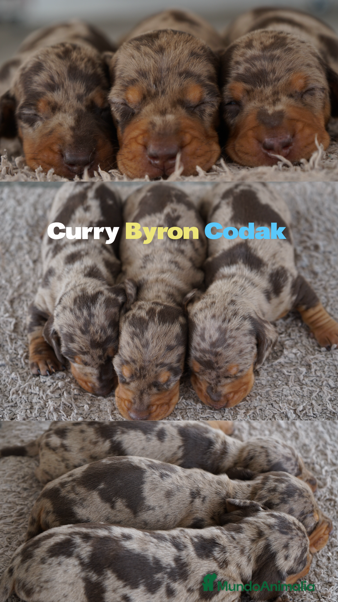 Teckel Miniatura perros en venta: 🐾 Kodat, Byron y Curry – Teckel miniatura 🐾 - Imagen 2
