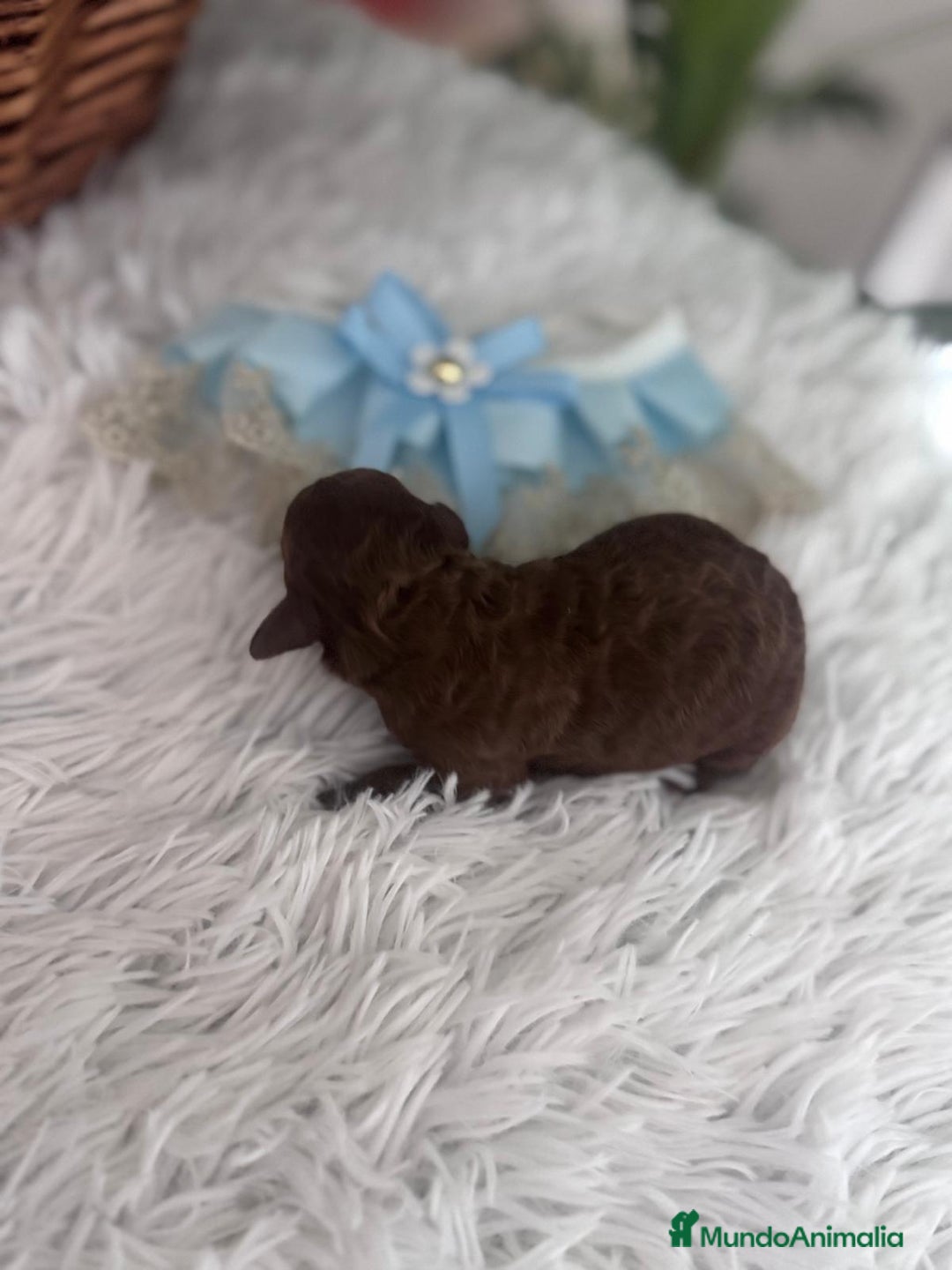 Caniche Toy perros en venta: CANICHE ROJO - Anuncio 7