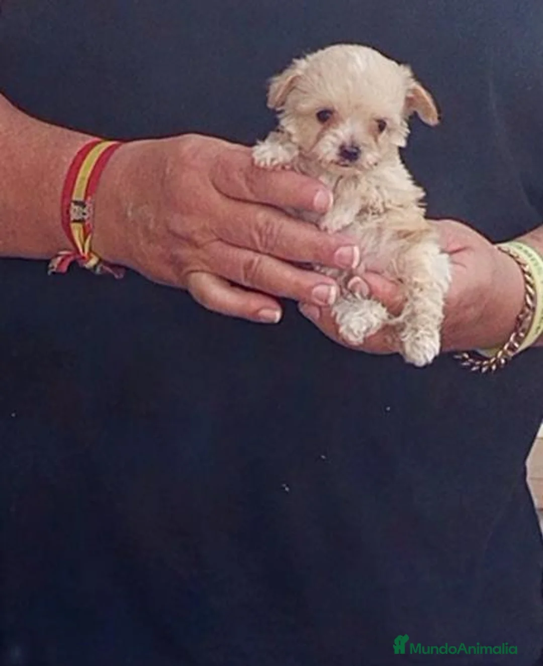 Raza Mixta perros en venta: Preciosos cachorritos de crestepoo - Anuncio 1