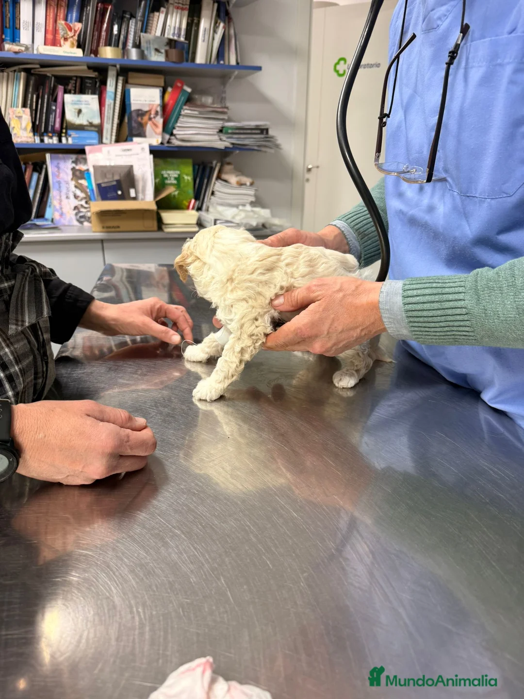 Caniche Enano perros en venta: CANICHES - Anuncio 4