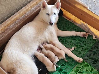 Husky Siberiano perros en Barcelona - Anuncio 7