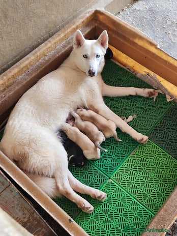 Husky Siberiano perros en Barcelona - Anuncio 5