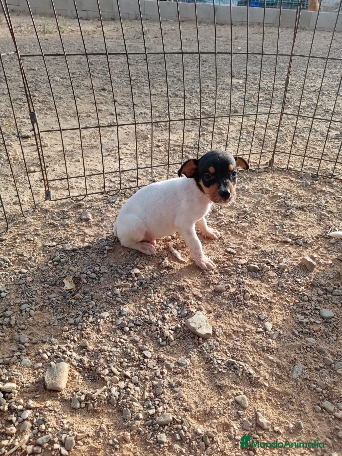 Ratonero Bodeguero Andaluz perros Macho ratonero bodeguero  - Anuncio 1