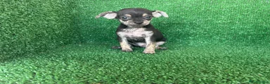 Chihuahua 1