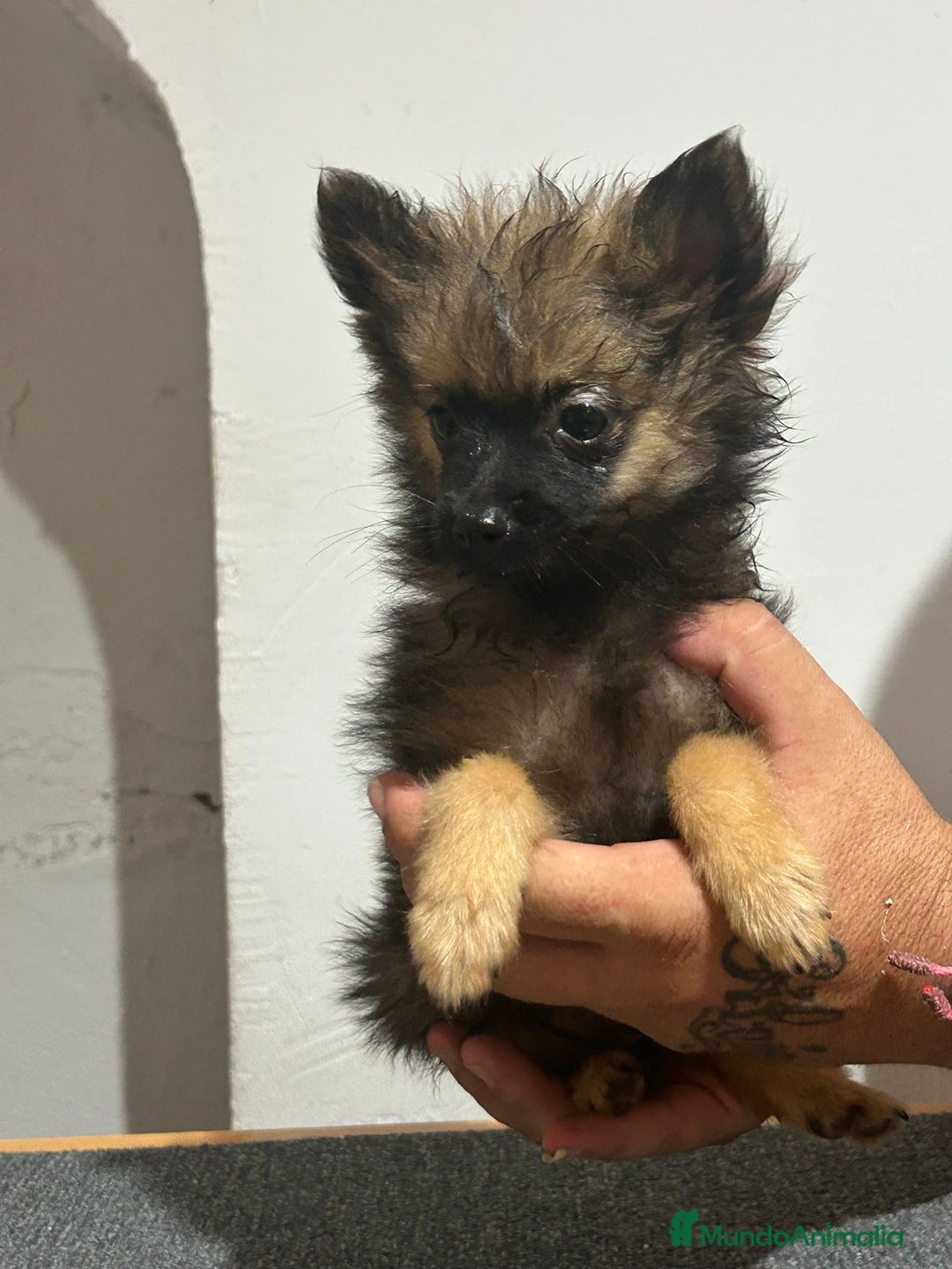 Pomerania perros en venta: Pomerania  - Imagen 4