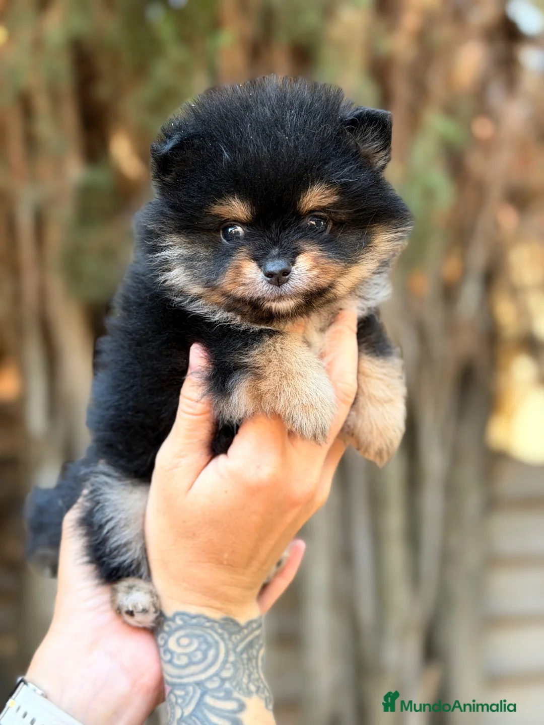 Pomerania perros en venta: Pomerania Toy cara de oso  - Anuncio 2
