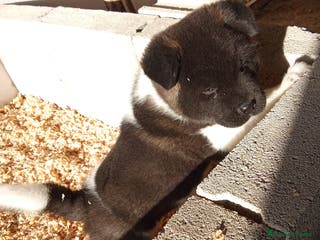 Akita Americano perros Cachorro de Akita americano - Anuncio 32