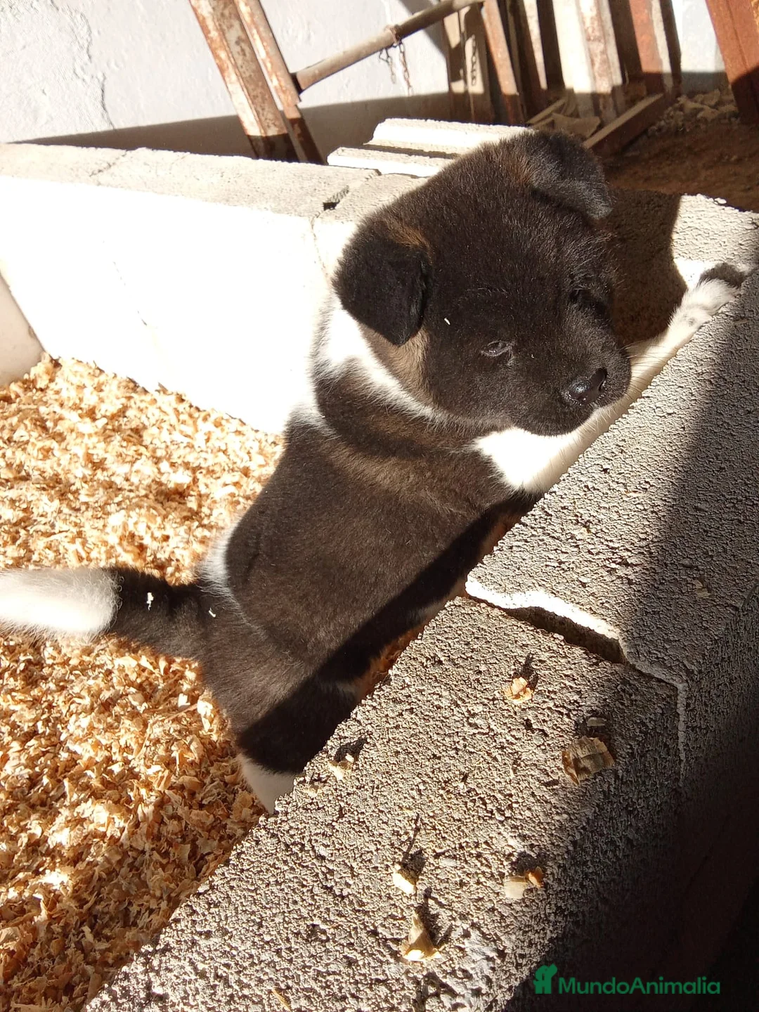 Akita Americano perros en venta: Cachorro de Akita americano - Anuncio 1