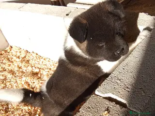 Akita Americano perros Cachorro de Akita americano - Anuncio 4