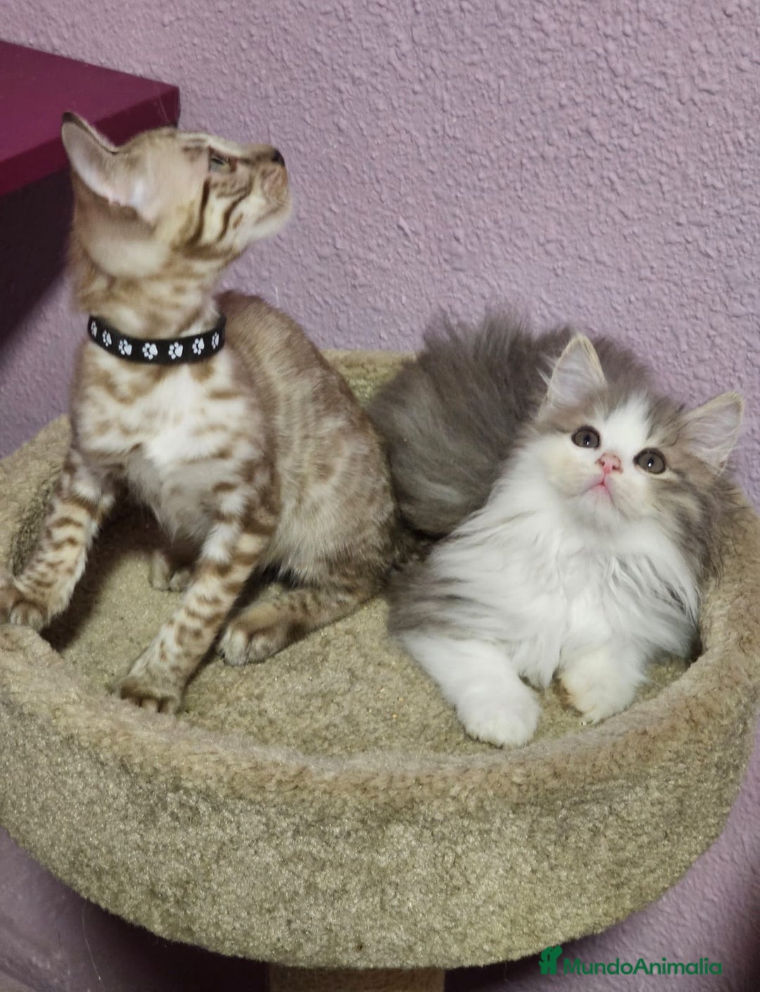 Kurilean Bobtail de Pelo Corto gatos en venta: Hembra Exótica y Hembra Kurilian - Imagen 5