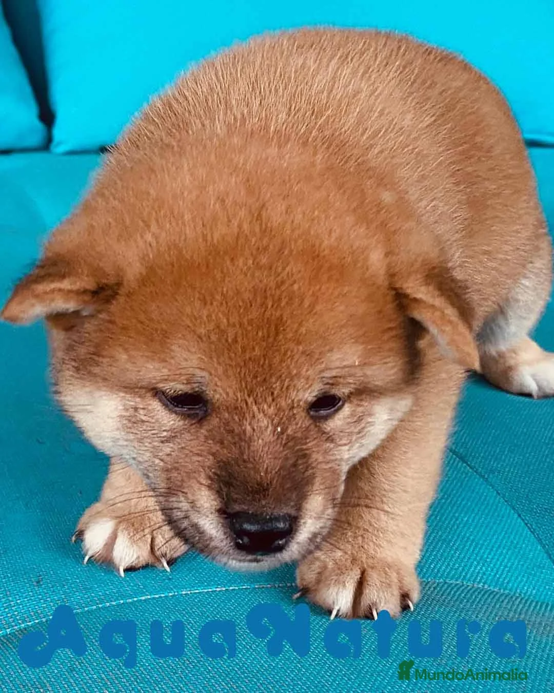 Shiba Inu perros en venta: Shiba Inu Macho de Magy 8999 - AQUANATURA en Barcelona - Anuncio 3