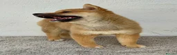 Shiba Inu perros en venta: Shiba Inu Hembra - Anuncio 3