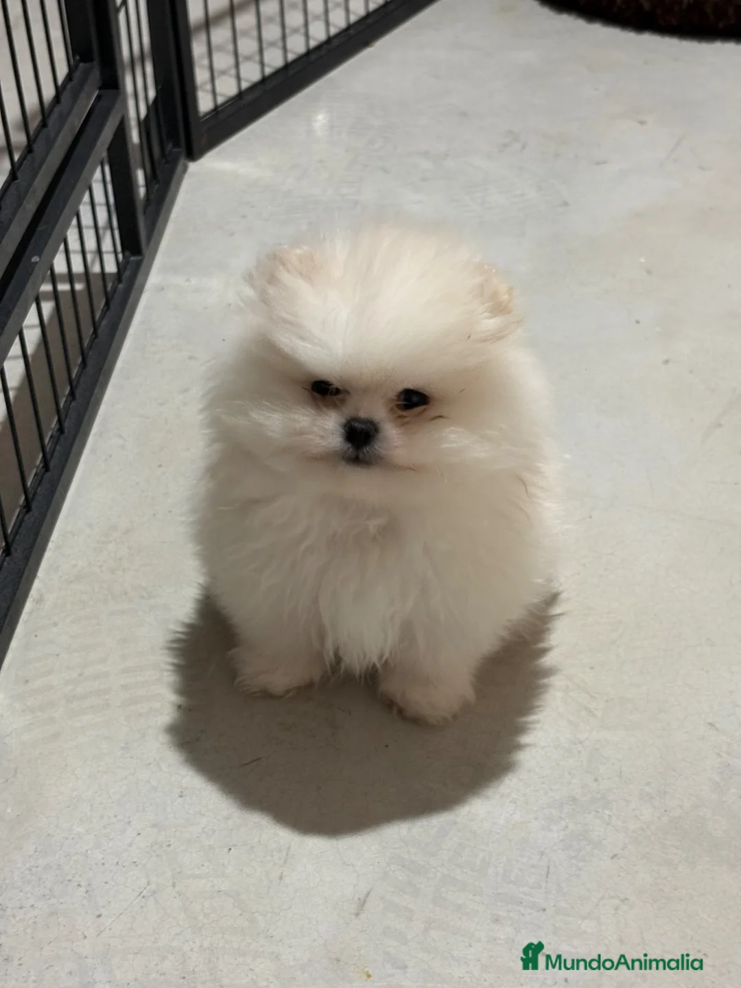 Pomerania perros en venta: Pomerania - Anuncio 18
