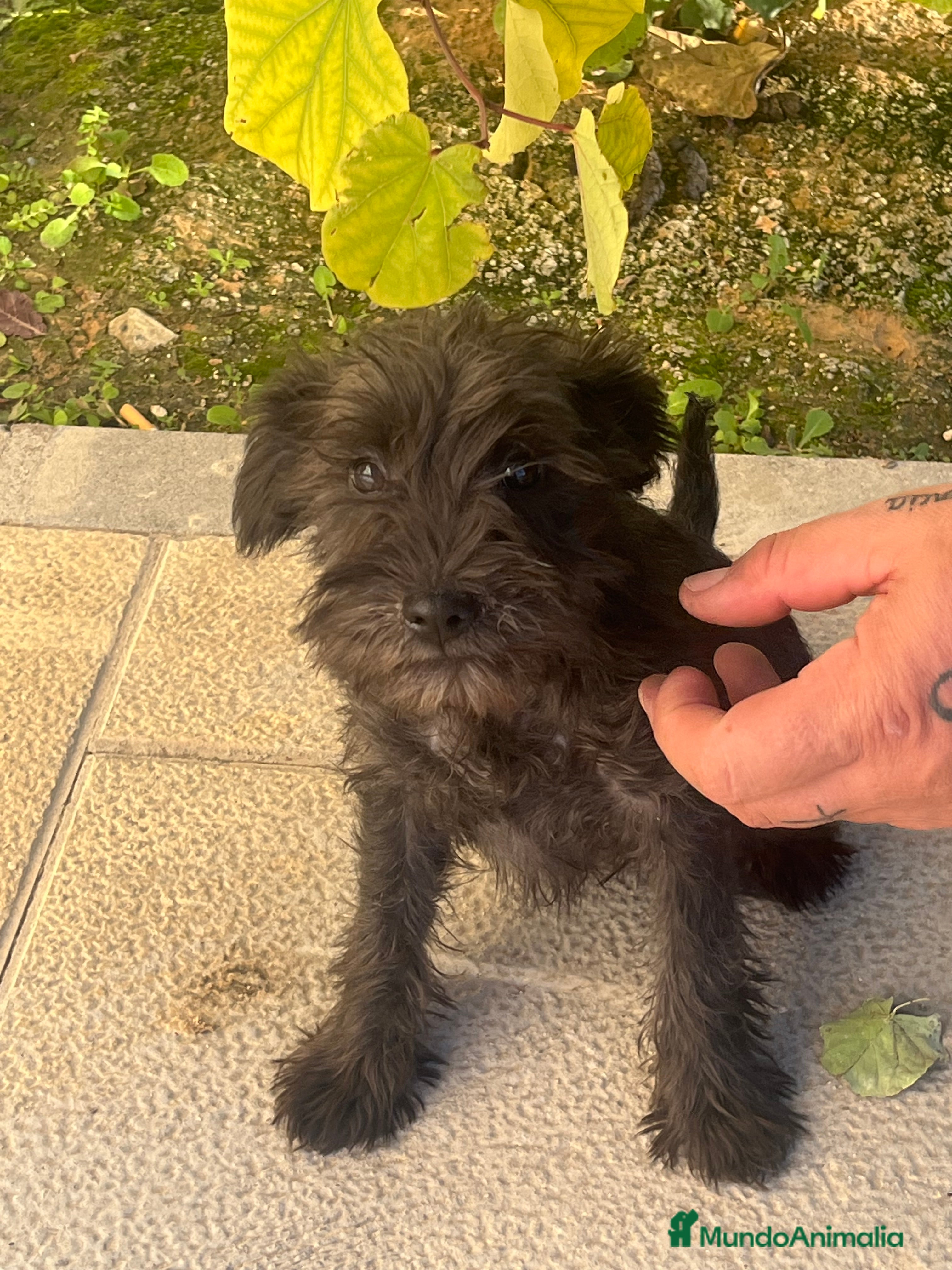 Schnauzer Miniatura perros Schnauzer hembra  - Anuncio 2