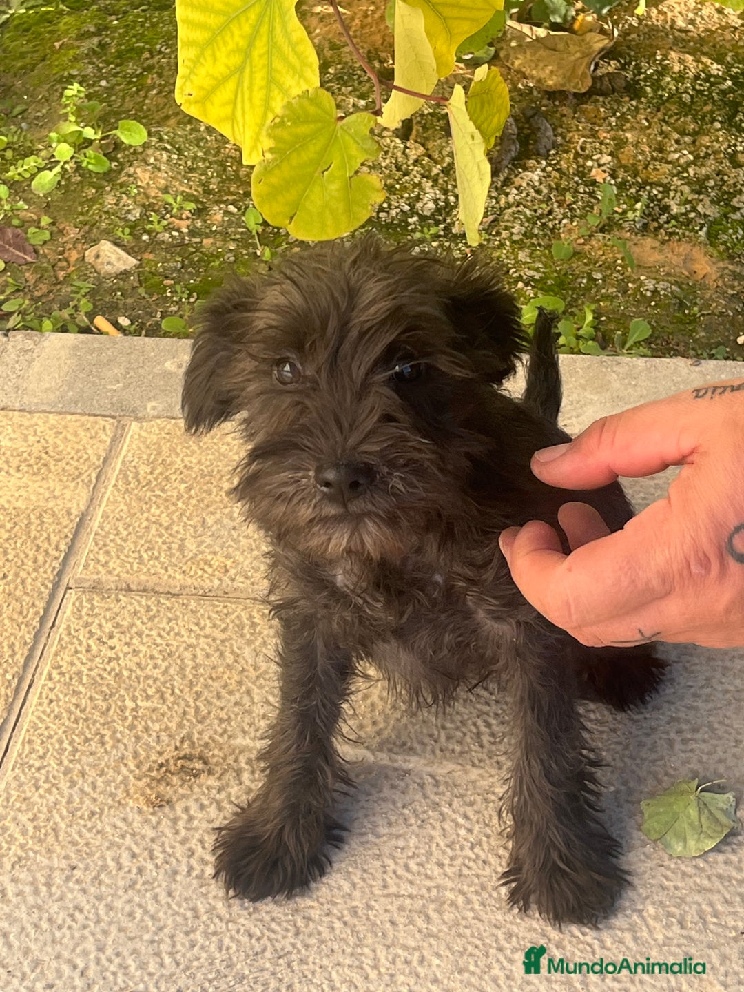 Schnauzer Miniatura perros en venta: Schnauzer hembra  - Anuncio 2